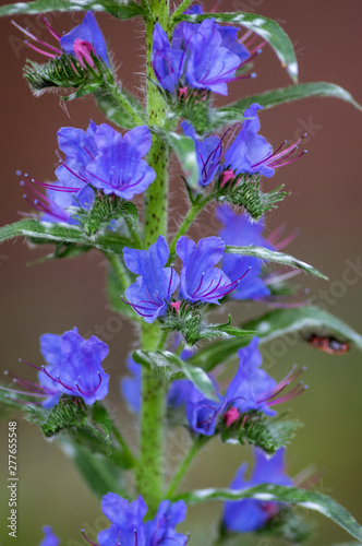 Fototapeta Naklejka Na Ścianę i Meble -  Echium vulgare wild flowering plant, group of blue flowers in bloom on one stem