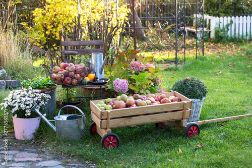 Country Garden With Fresh Harvested Apples photo