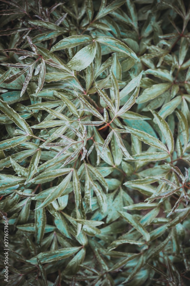 background with green leaves background with green leaves