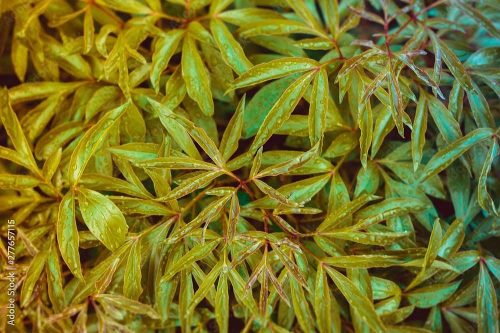 background with green leaves background with green leaves
