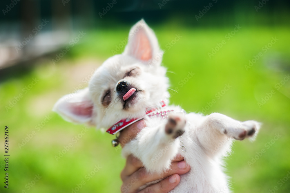 Cute chihuahua puppy on a female hand outside. On a background of green nature Cute chihuahua puppy on a female hand outside. On a background of green nature