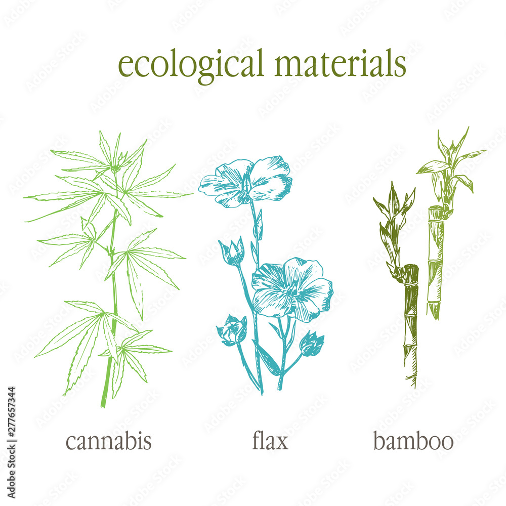 Eco cannabis, bamboo and flax leaves vector hand drawn set. 100 per cent eco. Botanical sketch in vintage engraved style of ecological plants. Go green. No plastic and less waste.