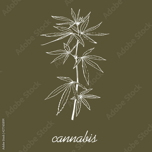 Cannabis leaves and stem sketch vector pattern. Go green and use eco cannabis material. Ecological hand drawn illustration of eco plant.