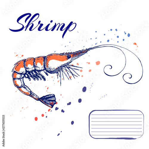 ink hand drawn shrimp or prawn concept for decoration or design. Ink spattered shrimp illustration. vector red king prawn drawn in ink. seafood concept with color splashes on white with place for text
