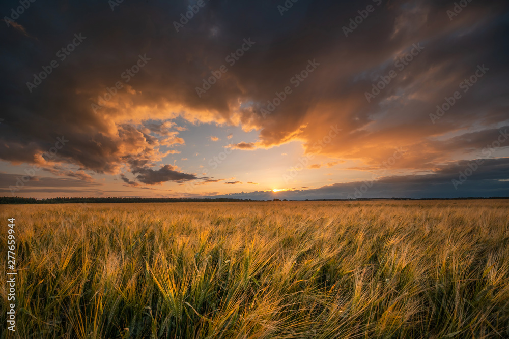 Wheat field. Harvesting theme.