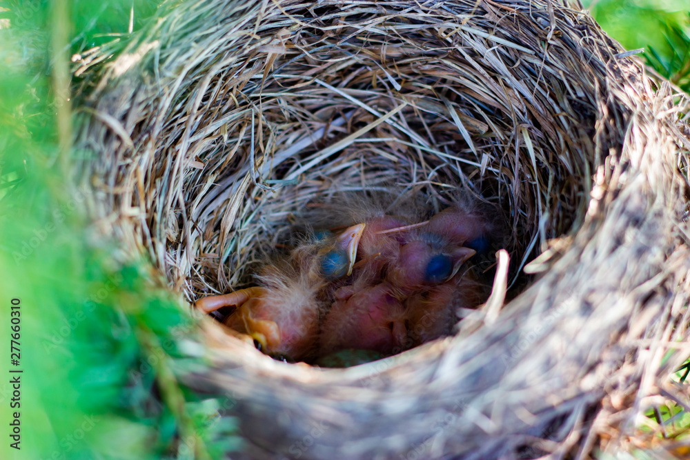 thrush chicks in a nest on a tree chicks in a nest on a tree branch close up in spring in the sunlight