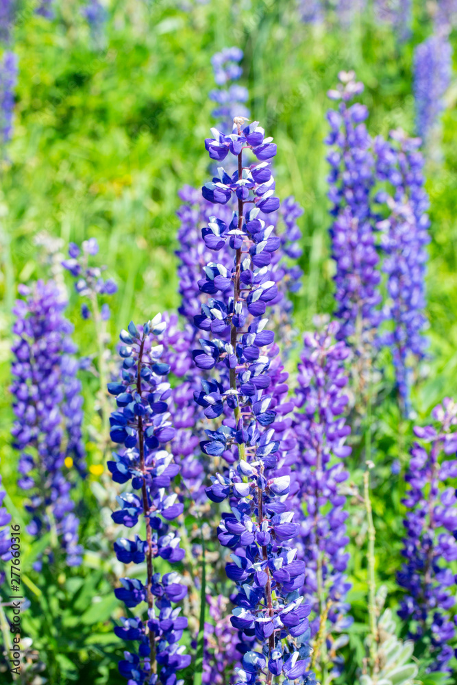 Group of wild flowers of lupins blooming on a meadow, vertical. Blue purple lupine flower, tall stem with most of the petals petty flowers. Beautiful wild flower Group of wild flowers of lupins blooming on a meadow, vertical. Blue purple lupine flower, tall stem with most of the petals petty flowers. Beautiful wild flower