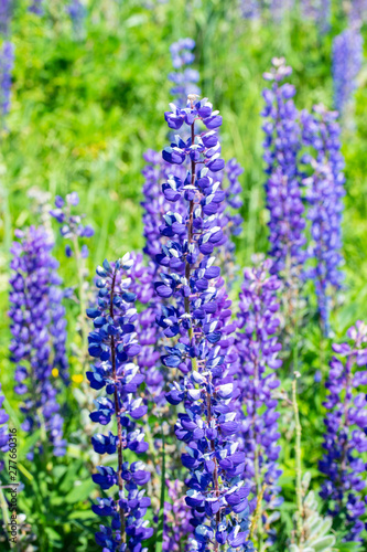 Group of wild flowers of lupins blooming on a meadow  vertical. Blue purple lupine flower  tall stem with most of the petals petty flowers. Beautiful wild flower