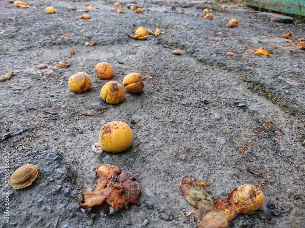 Apricots fallen from a tree, on the street, asphalt Apricots fallen from a tree, on the street, asphalt