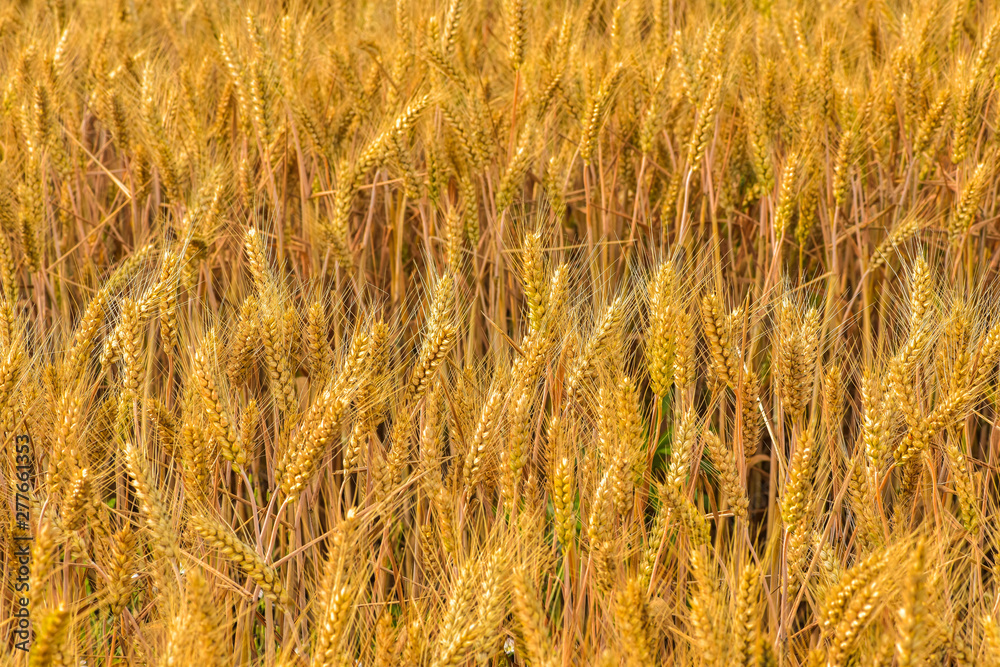 Summer, the growth of mature, harvested wheat. Tangshan, Hebei Province, China. Summer, the growth of mature, harvested wheat. Tangshan, Hebei Province, China.