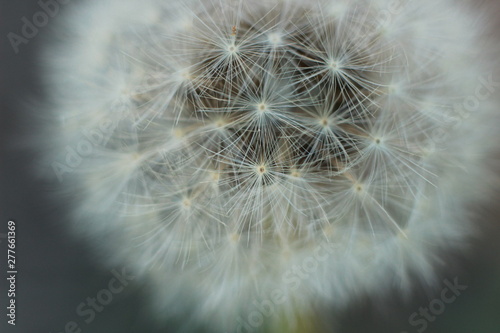 close up macro showing the soft  fragile  delicate white petals and flower grouping on a dandelion in a typical family garden