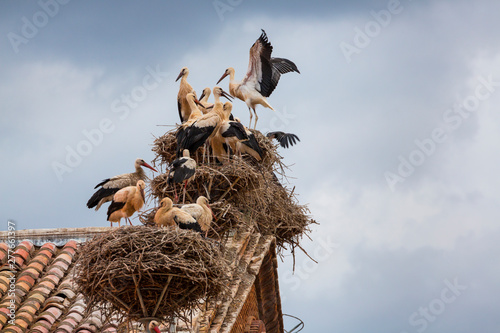 White stork colony, Alfaro, La Rioja, Spain, Europe