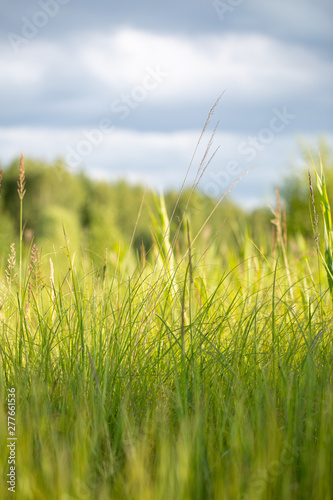 Grass and dramatic sky landscape 