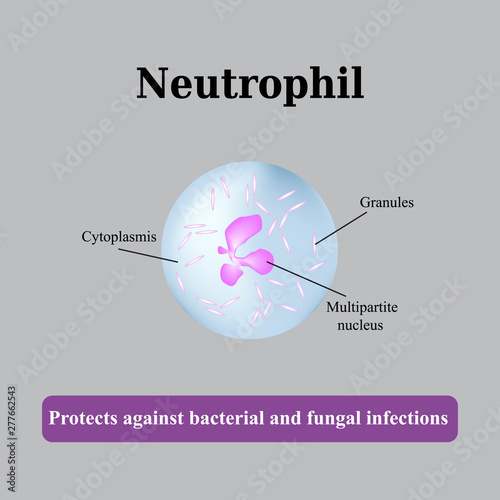 The structure of the neutrophil. Vector illustration