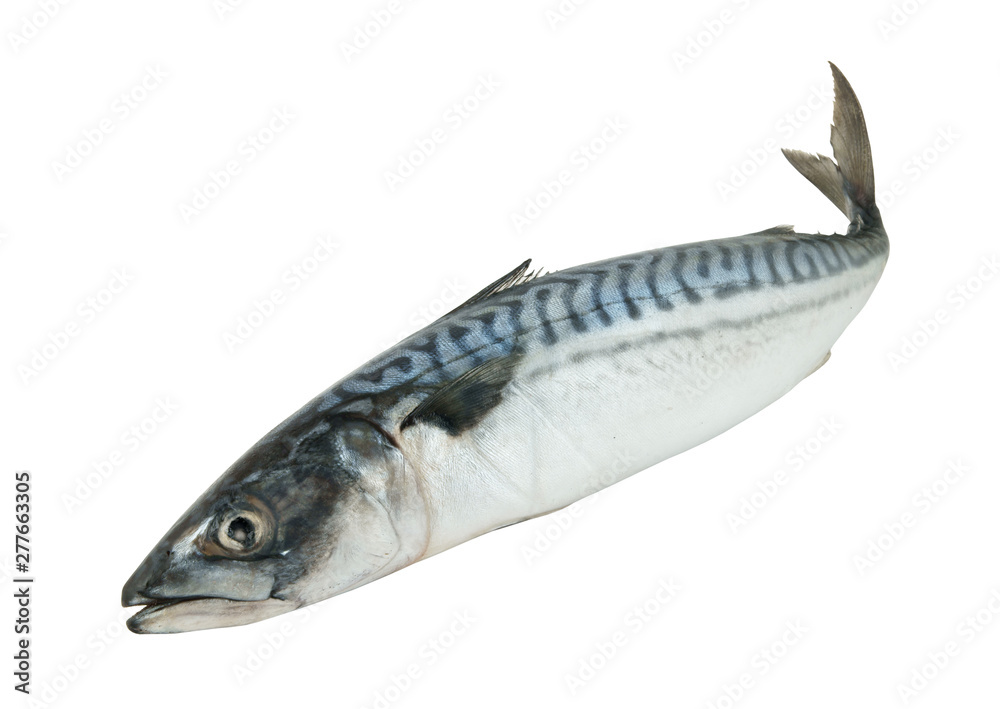 Fresh mackerel fish isolated on white background Fresh mackerel fish isolated on white background