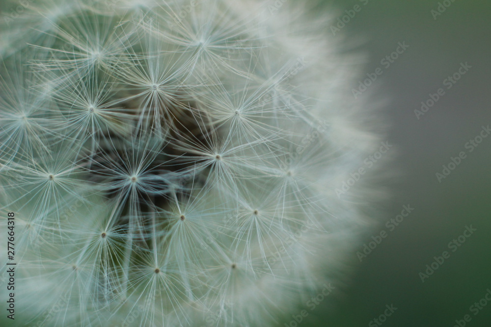 Fototapeta premium close up macro showing the soft, fragile, delicate white petals and flower grouping on a dandelion in a typical family garden