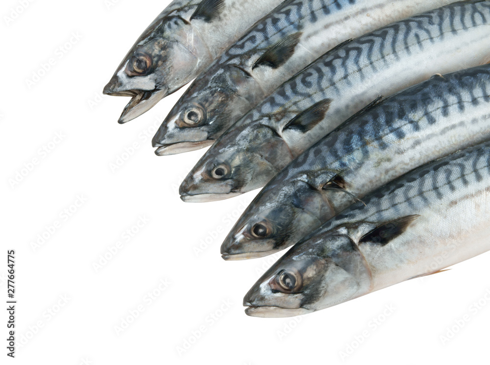 Mackerel fish isolated on the white background Mackerel fish isolated on the white background