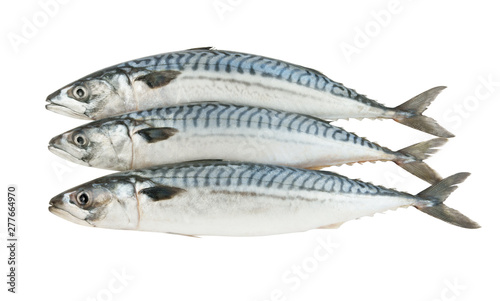 Three fresh mackerel fishes isolated on white background