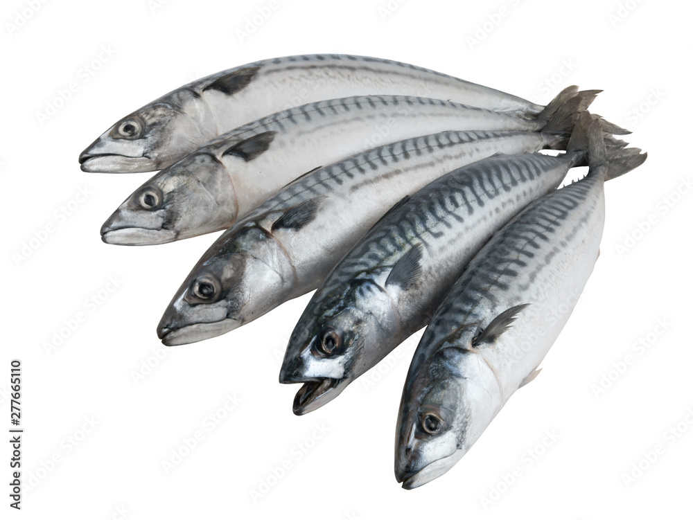 Five fresh mackerel fishes isolated on the white background Five fresh mackerel fishes isolated on the white background