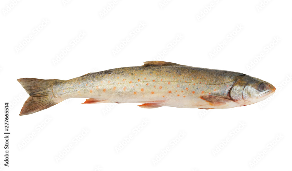 Loach fish isolated on white background