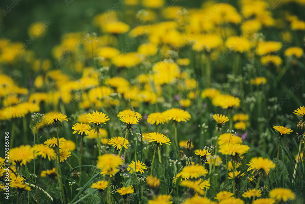 Dandelion flower meadow