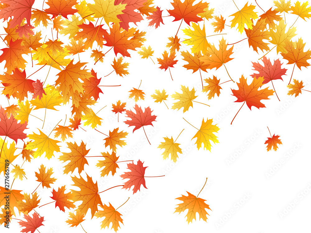 Maple leaves vector background, autumn foliage on white graphic design. Maple leaves vector background, autumn foliage on white graphic design.