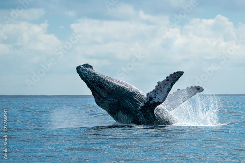 Obraz na plátně humpback whale breaching in cabo san lucas