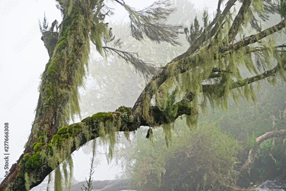 Fototapeta premium Moss growing on trees in a foggy environment 