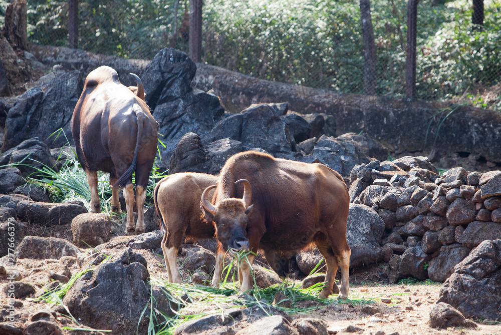 herd of wild bulls on the rocks.. herd of wild bulls on the rocks..