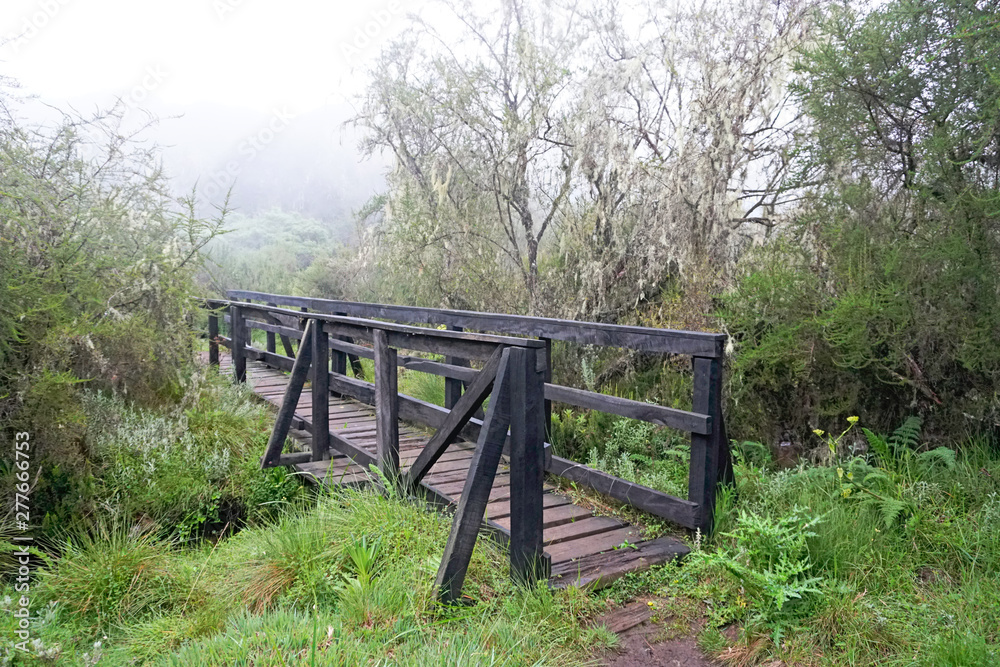 Wooden walking bridge over a stream with foggy background