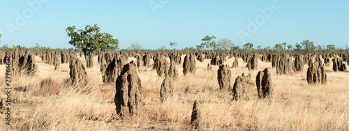 termite mounds in the far north of Queensland, Australia, photo