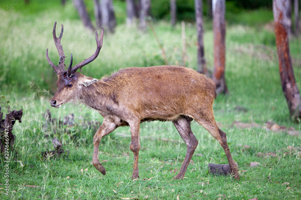 Obraz premium deer with a falling horn