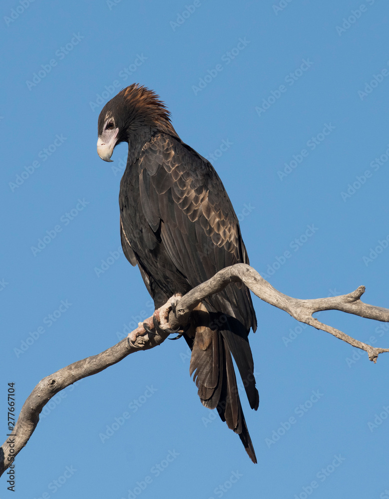Wedge tailed eagle in outback Queensland, Australia. Wedge tailed eagle in outback Queensland, Australia.