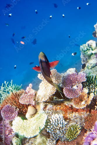 Fishes in corals. Maldives. Indian ocean.