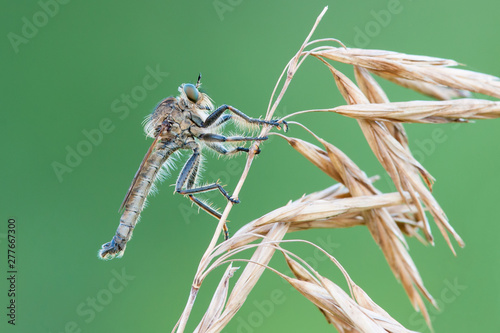  Robber fly Dysmachus bifurcus sitting on dry grass - closeup photo