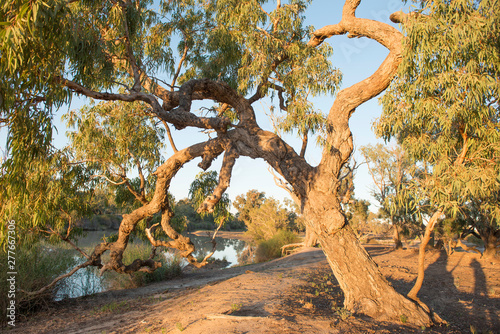 coolibah tree at the dig tree on Cooper creek, Queensland, Australia. photo