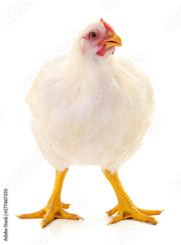 white hen isolated. © olhastock