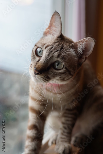 A Cat on the window