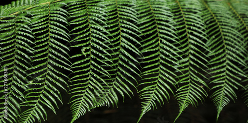 Wallpaper Mural Farn Farnblatt Pflanze Torontodigital.ca