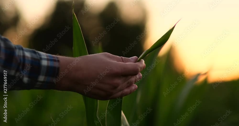 Farmer is examining corn crop plants in sunset. Close up of hand touching maize leaf in field