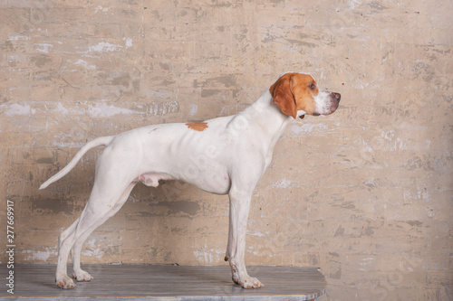 White with red English pointer dog standing in a photo Studio at the background of vintage brick wall