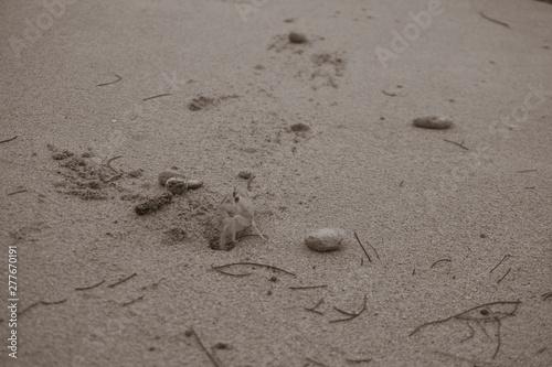 little Crab on a beach