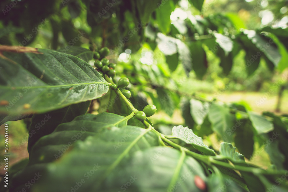 green coffee beans on plant, closeup detail photography green coffee beans on plant, closeup detail photography