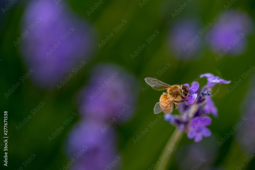 A honey bee close up on a purple flower A honey bee close up on a purple flower