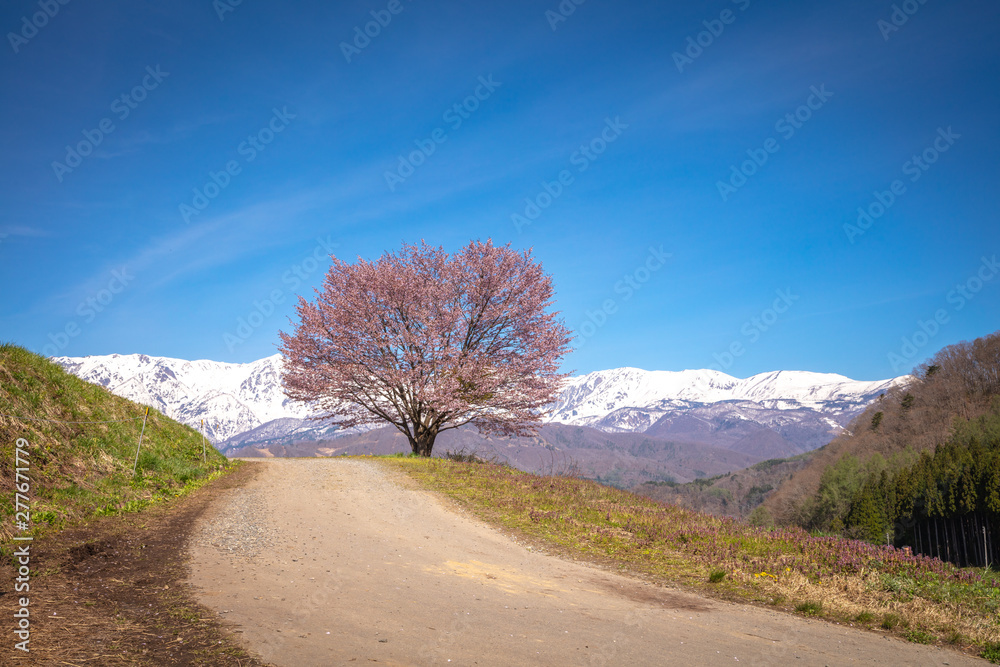 27 Best 野平の一本桜 Images Stock Photos Vectors Adobe Stock