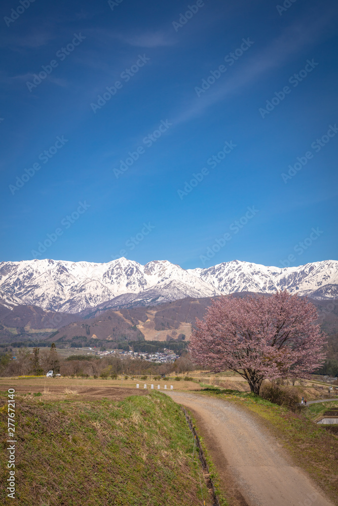 長野県 野平の一本桜