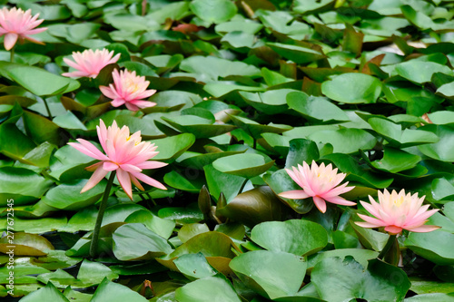 water lilies in a pond