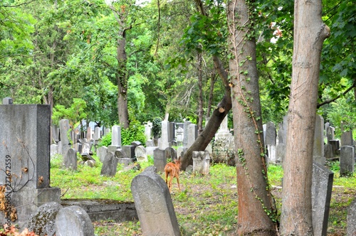 A deer between old gravestones in the central cemetery in Vienna