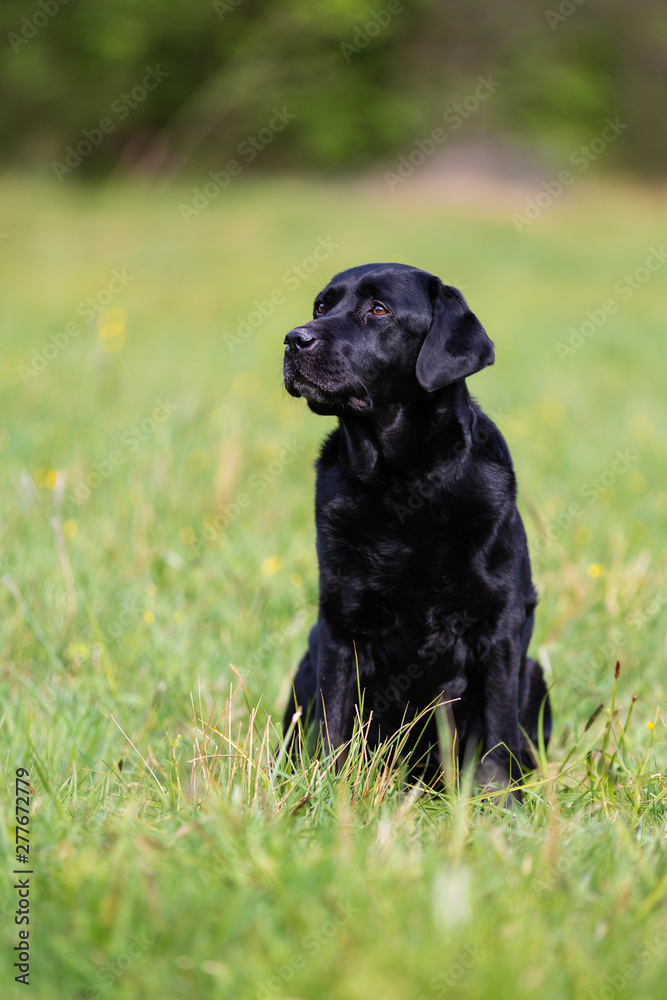 Black Labrador retriever dog on the meadow