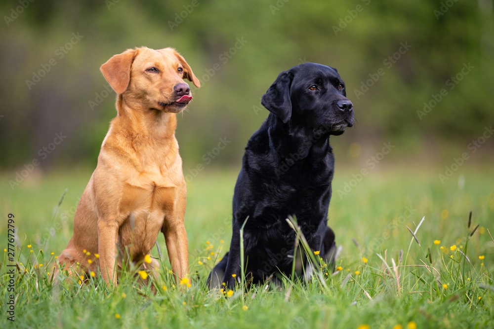 Two Labrador retriever dogs, yellow and black